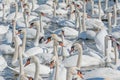 A flock of mute swans gather on lake banks. Cygnus olor