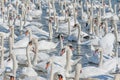 A flock of mute swans gather on lake banks. Cygnus olor