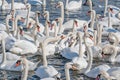 A flock of mute swans gather on lake banks. Cygnus olor