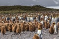 Huge flock of oakum boys and King Penguins at Salsbury Plains in South Georgia Royalty Free Stock Photo