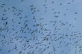 Huge flock of pelicans in the sky