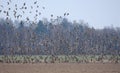 Huge flock of Ruffs Calidris pugnax flying and circling over empty earth during spring migration