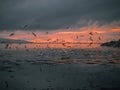 Huge flock of seagull flying low over the ocean looking for fresh mackerel fish pack at beautiful sunset over Galway bay, Ireland Royalty Free Stock Photo