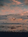 Huge flock of seagull flying low over the ocean looking for fresh mackerel fish pack at beautiful sunset over Galway bay, Ireland Royalty Free Stock Photo