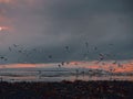 Huge flock of seagull flying low over the ocean looking for fresh mackerel fish pack at beautiful sunset over Galway bay, Ireland Royalty Free Stock Photo