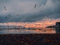 Huge flock of seagull flying low over the ocean looking for fresh mackerel fish pack at beautiful sunset over Galway bay, Ireland Royalty Free Stock Photo