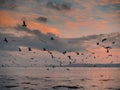 Huge flock of seagull flying low over the ocean looking for fresh mackerel fish pack at beautiful sunset over Galway bay, Ireland Royalty Free Stock Photo