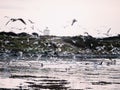 Huge flock of seagull flying low over the ocean looking for fresh mackerel fish pack over Galway bay, Ireland. Fishing concept. Royalty Free Stock Photo