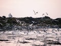 Huge flock of seagull flying low over the ocean looking for fresh mackerel fish pack over Galway bay, Ireland. Fishing concept. Royalty Free Stock Photo