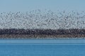 Huge flock of Snow Geese circling over the water of a lake