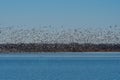 Huge flock of Snow Geese swarming over the water of a lake