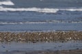 Huge flock of waders observed at Akshi Beach in Alibag, Maharashtra, India