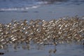 Huge flock of waders observed at Akshi Beach in Alibag, Maharashtra, India