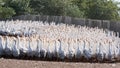 Huge flock of white geese looking in one direction. Royalty Free Stock Photo