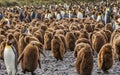 Huge Flock of young and adult King Penguins on South Georgia Islands