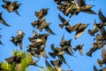 Huge flocks of Starlings, wildlife Flock of migrating birds on blue sky, south of France. Selective focus