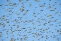 Huge flocks of Starlings, wildlife Flock of migrating birds on blue sky, south of France Royalty Free Stock Photo