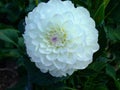 A huge flower of a snow-white Dahlia. Beautiful and tender..