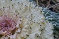 Big beautiful flower like cabbage after rain Royalty Free Stock Photo