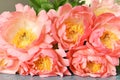 Huge flowers of a gentle pink peony