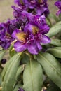 Rhododendron `Marcel Menard` Royalty Free Stock Photo