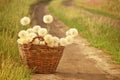 Huge fluffy white dandelions in a wicker basket on a dirt road among the fields. Royalty Free Stock Photo