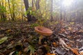 A huge fly agaric on the edge of the autumn forest Royalty Free Stock Photo