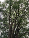 A huge forest tree with big trumps and green leaves at the park