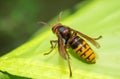 Huge forest wasp. Poisonous wasp Royalty Free Stock Photo