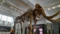 Huge fosil dinosaur at the museum atrium Royalty Free Stock Photo