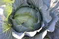 Huge fresh cabbage in  autumn field Royalty Free Stock Photo