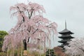 The huge Funi Sakura tree in blossom and famous Five-story Pagoda in Toji Temple in Kyoto