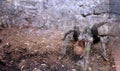 A huge furry spider knocks on the terrarium glass