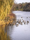 Huge Gaggle of Canada Geese on River