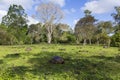 Huge Galapagos giant tortoise with domed shell grazing in vegetation in the shade with other animals Royalty Free Stock Photo