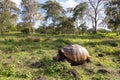 Huge Galapagos giant tortoise with domed shell slowly walking through a park Royalty Free Stock Photo
