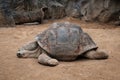 Huge galapagos tortoise, giant turtle lying on floor Royalty Free Stock Photo