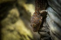 Huge gecko on the wall Royalty Free Stock Photo