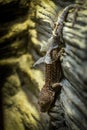 Huge gecko on the wall Royalty Free Stock Photo