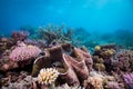 A huge giant clam, surrounded by healthy hard coral Royalty Free Stock Photo