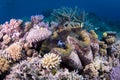 A huge giant clam, surrounded by healthy hard coral Royalty Free Stock Photo