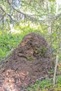 Huge, gigantic anthill in the forest of Hemsedal, Buskerud, Norway Royalty Free Stock Photo