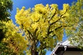 Huge ginko bilboa tree in Arita town of Kyushu Island, beautiful yellow leaves Royalty Free Stock Photo