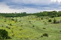 Huge glade overgrown with green wild and healing herbs