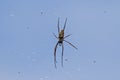 Huge Golden Silk Orb Weaver Spider Hanging From Its Web With Oth