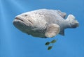 Goliath Grouper Fish Swimming Royalty Free Stock Photo