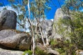 Huge granite boulders and eucalyptus trees