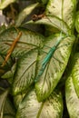 Huge grasshopper in green leaf. Macro photo.