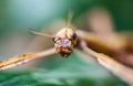 Huge grasshopper in green leaf. Macro photo. Royalty Free Stock Photo