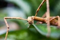 Huge grasshopper in green leaf. Macro photo.